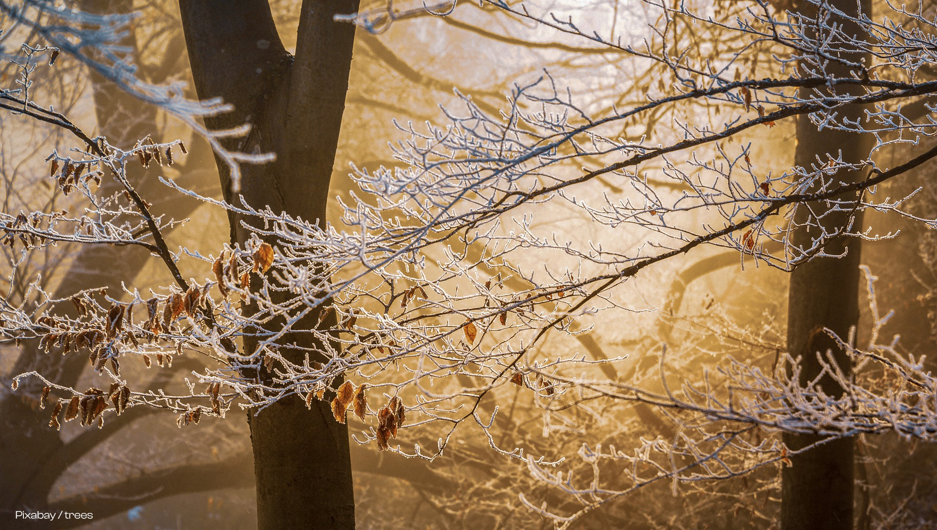 Frost im Winter