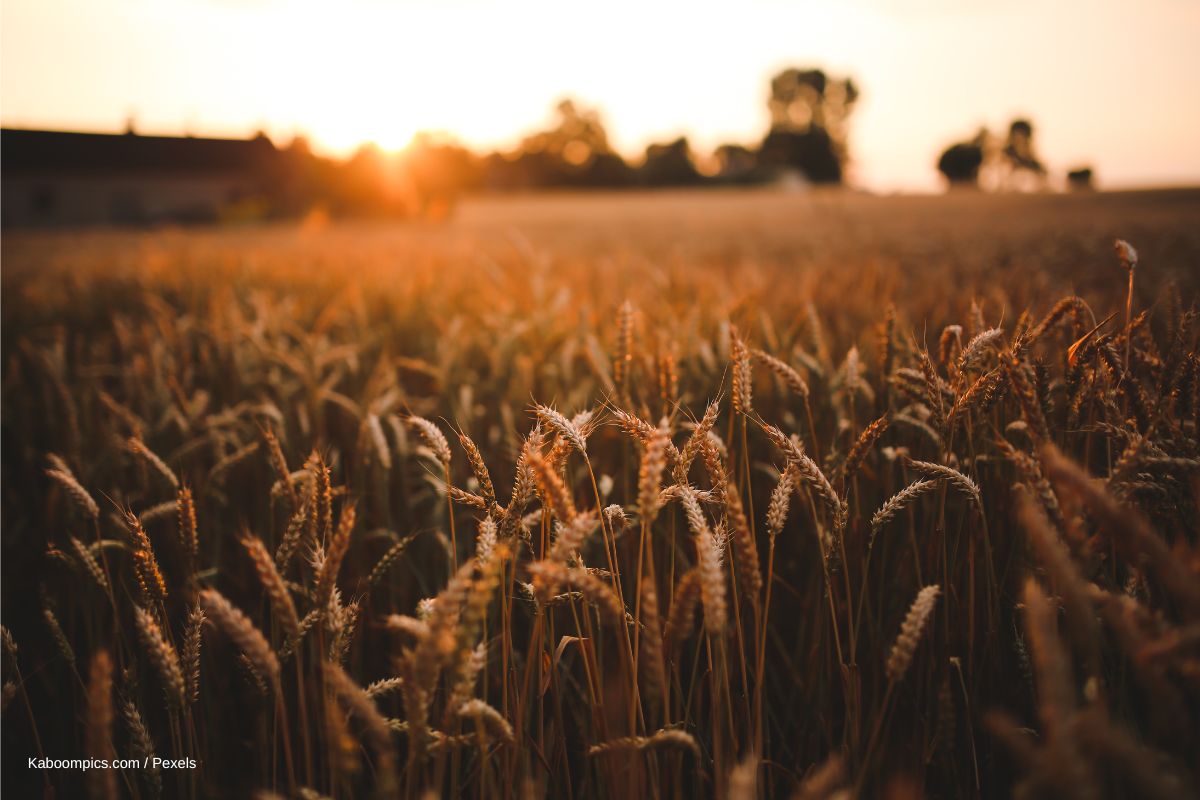 Ein Feld bei Sonnenuntergang.